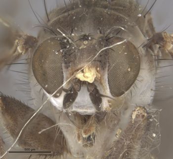Media type: image;   Entomology 13158 Aspect: head frontal view